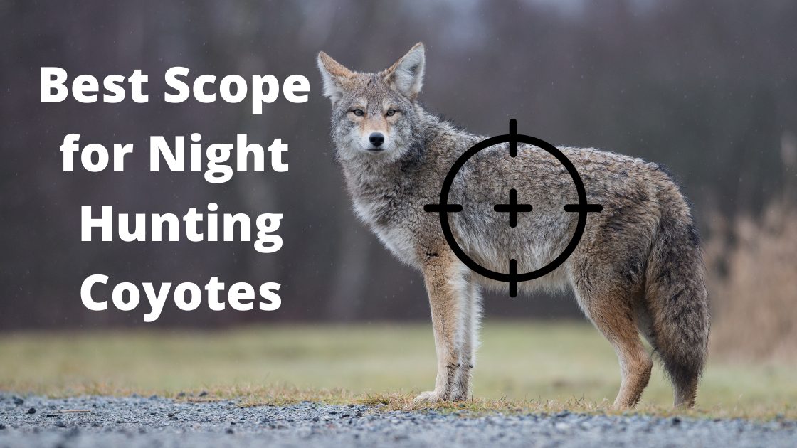 Best Scope for Night Hunting Coyotes